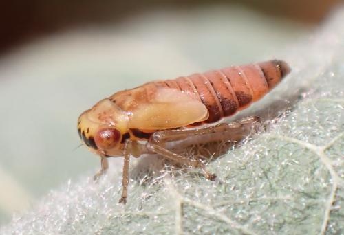 Metidiocerus (elegans-rutilans)